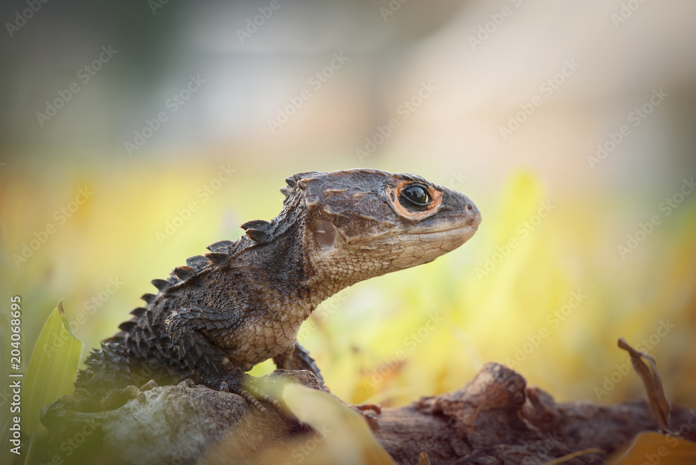 Obraz premium Crocodile skink, gecko,lizard