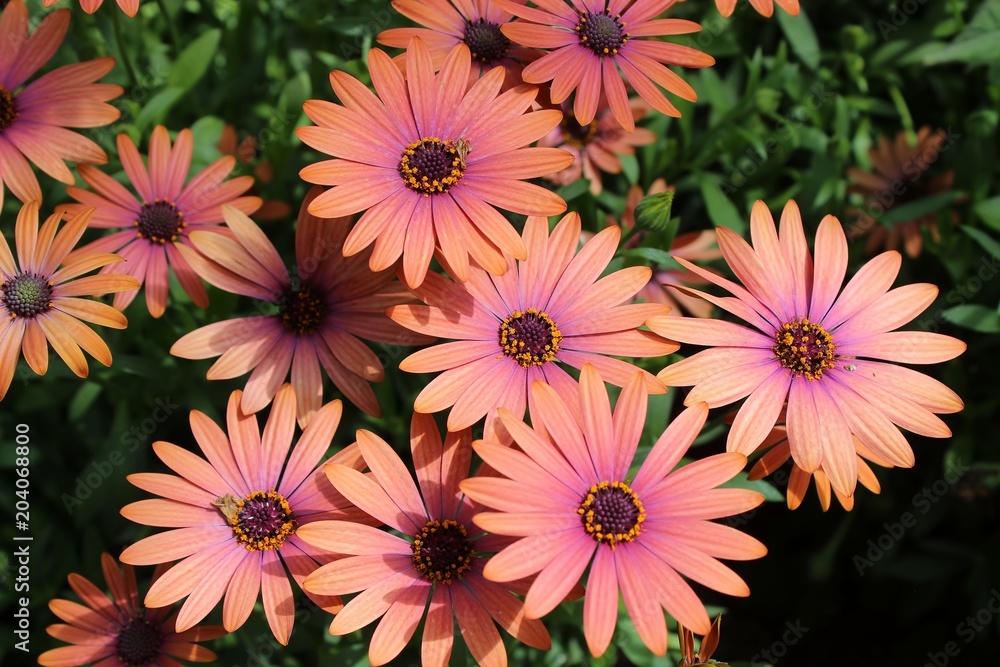 Fototapeta premium ORANGE AND PINK AFRICAN DAISIES