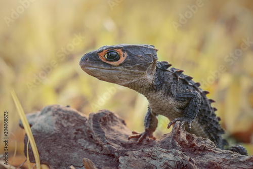  Crocodile skink  gecko lizard