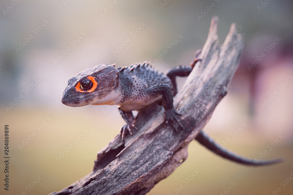 Obraz premium Crocodile skink, gecko,lizard