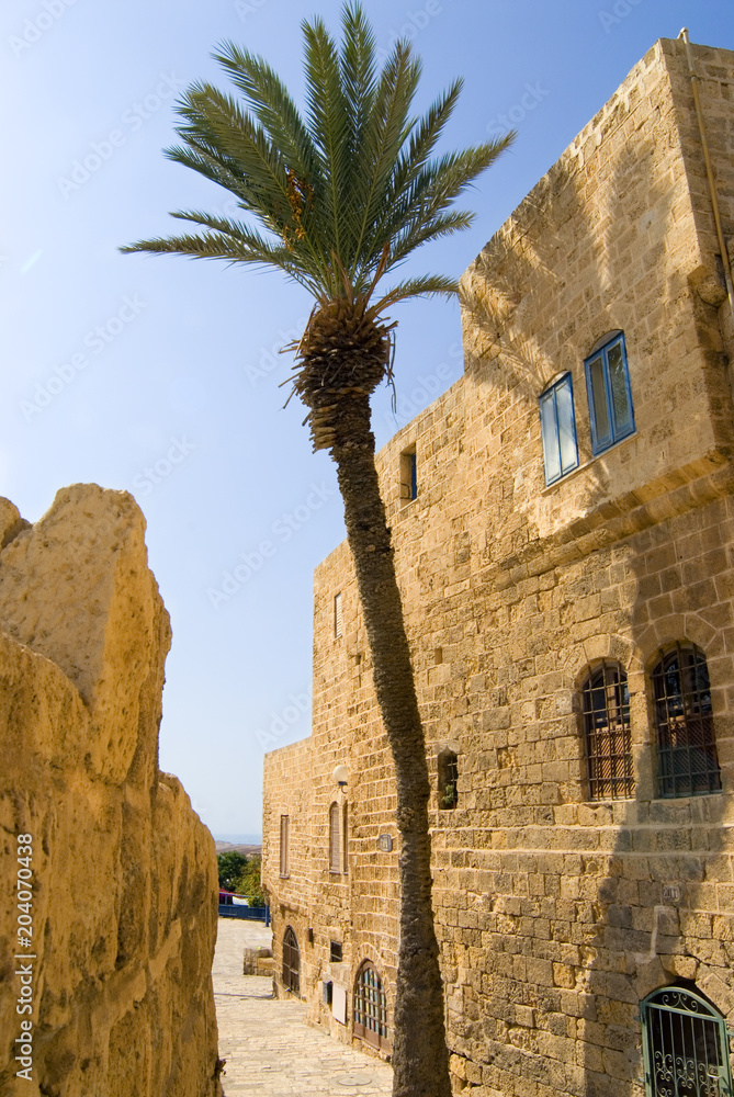 Palm tree, ancient building stone walls. Yafo, Israel