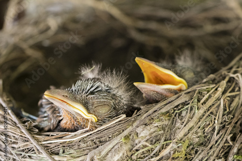 Fototapeta Naklejka Na Ścianę i Meble -  A young boy in a nest.