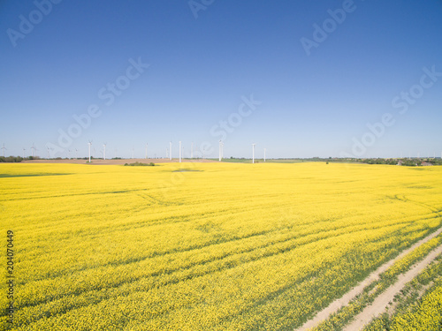 beautiful yellow flowering bright canola rape fields on a sunny day with blue sky