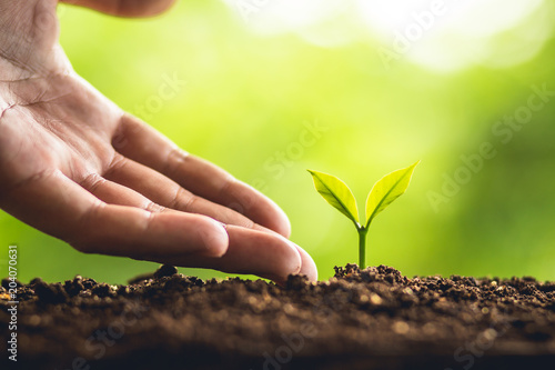Plant a tree young hand Grow and care for the trees In nature And beautiful morning lighting