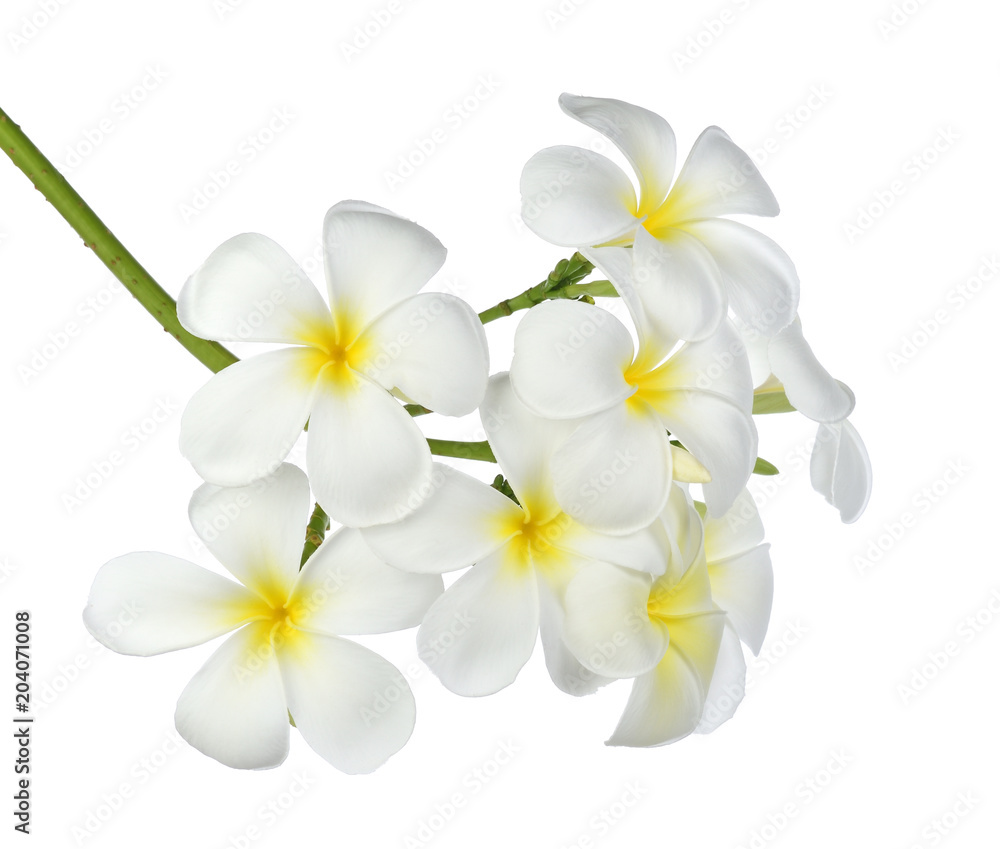 Tropical flowers frangipani (plumeria) isolated on white background