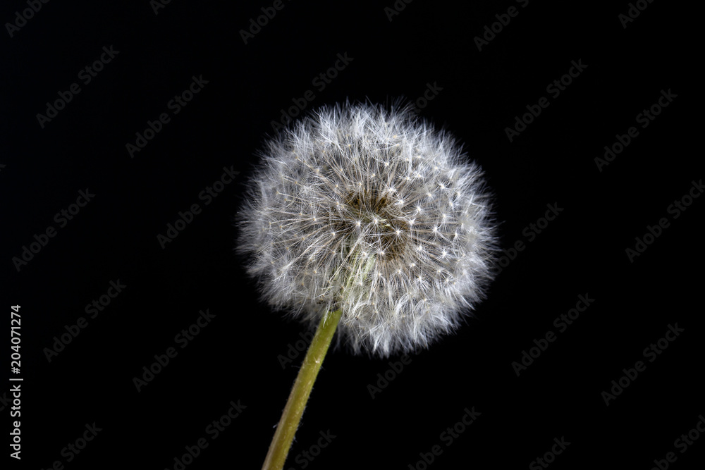 One dandelion. Dandelion fluff. Dandelion tranquil abstract close up black background
