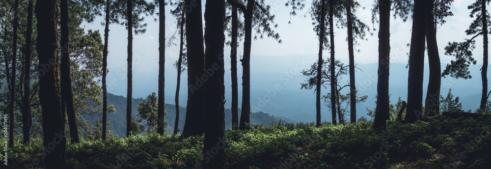 Fototapeta premium Fog in the forest morning Pine trees 