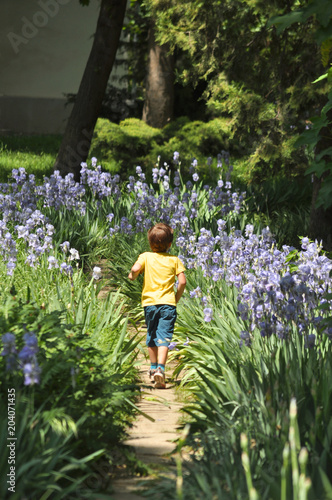 Little boy in a yellow t-shirt runs along the path among the irises photo