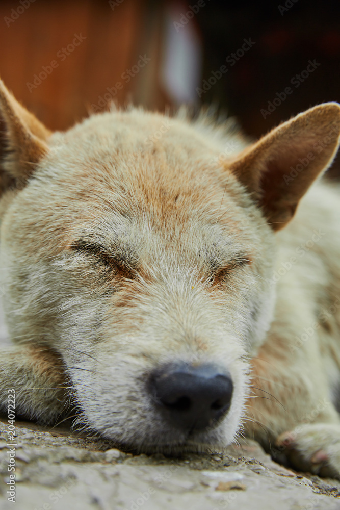 Animals in the village