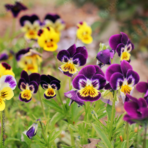 Viola in the garden. Flowers