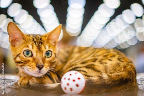 Red cat with a ball. Cat wi...