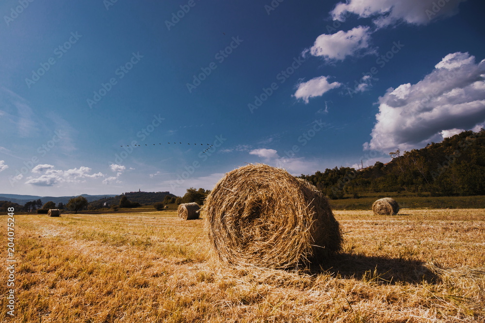 Wheat field hay after harvest straw bales sunset summer blue sky food farm organic vegan Croatia agriculture countryside