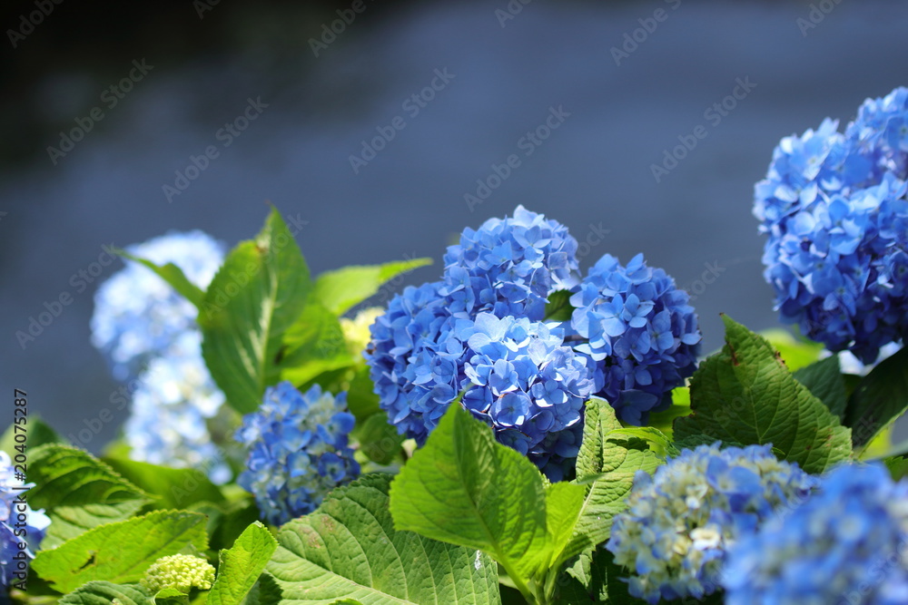 紫陽花 紫陽花