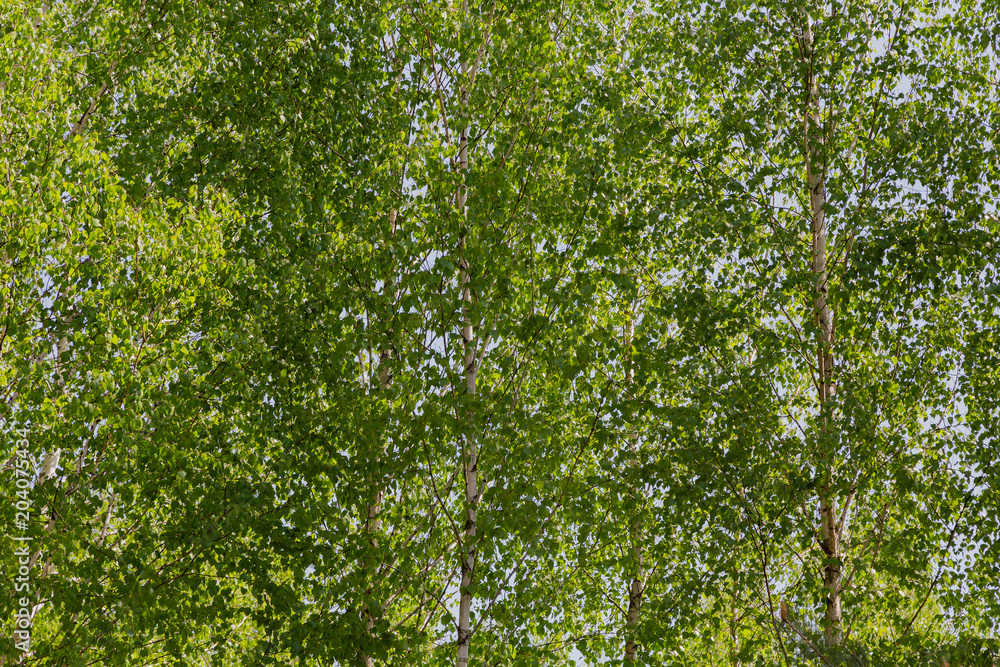 Forest against the blue sky, sunny weather Forest against the blue sky, sunny weather