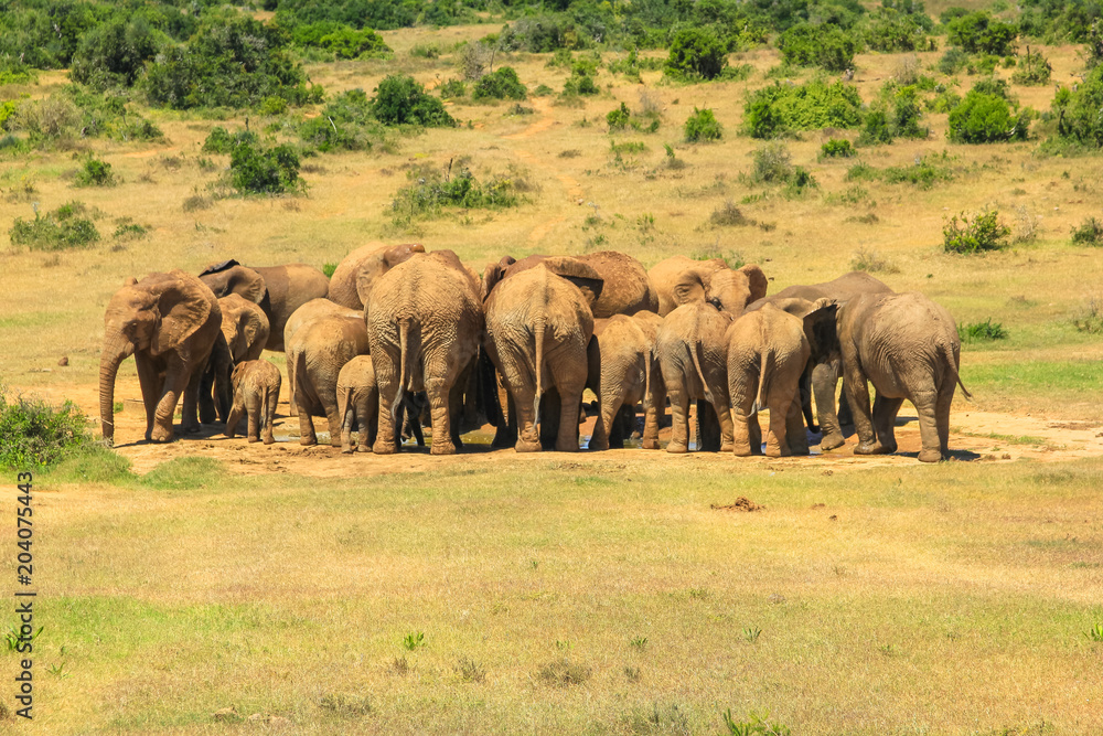 Seen from behind of a group of African elephants around an almost dry pool. Addo Elephant National Park, Eastern Cape, near Port Elizabeth in South Africa. Sunny day. Seen from behind of a group of African elephants around an almost dry pool. Addo Elephant National Park, Eastern Cape, near Port Elizabeth in South Africa. Sunny day.