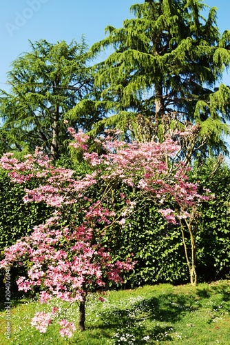 Fototapeta Naklejka Na Ścianę i Meble -  Tree, flowers, grass, natural background