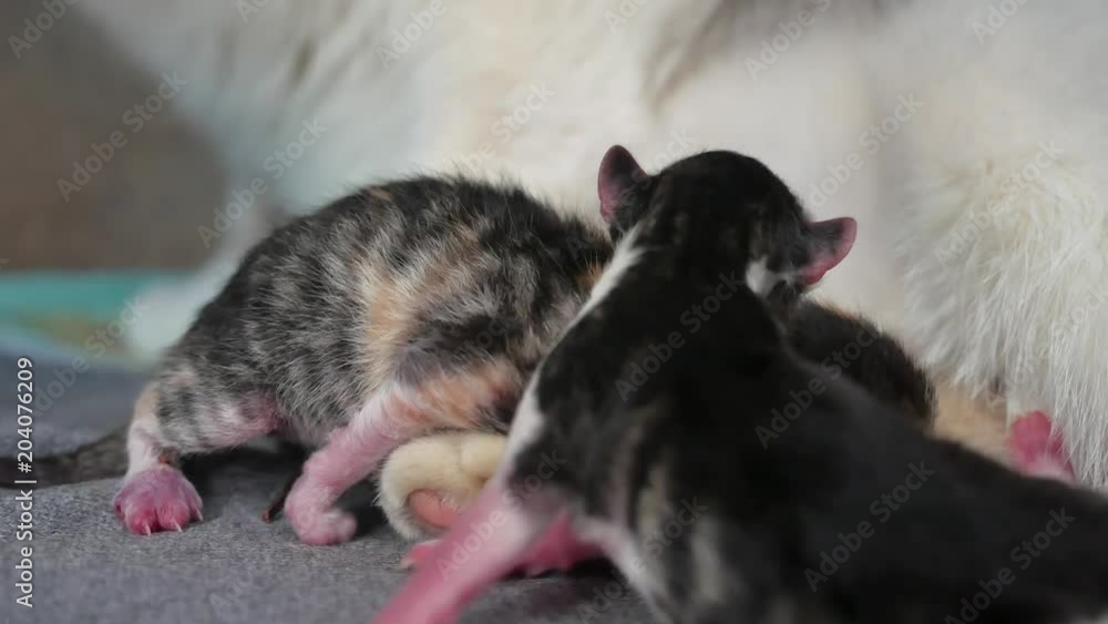 Funny fold cats. cat and kittens. cat feeds newborn kittens. the cat gives birth parturition to kittens lifestyle. indoors kitten playing sleeps . suck tit blind lovely indoors kittens concept pet Funny fold cats. cat and kittens. cat feeds newborn kittens. the cat gives birth parturition to kittens lifestyle. indoors kitten playing sleeps . suck tit blind lovely indoors kittens concept pet