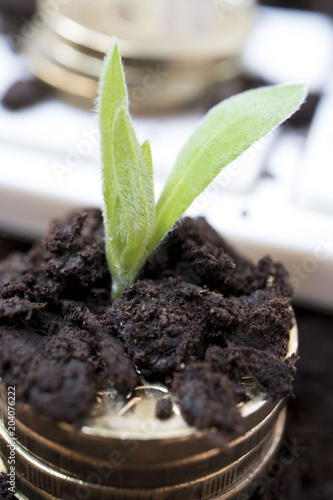 plant growing on a stack of coins on white keyboard, business growth concept, business theme