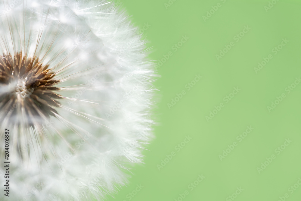 Clock Dandelion Close-up with Pale Green Background