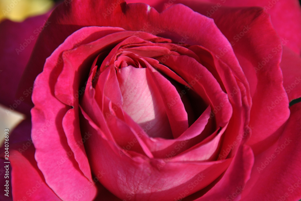 Close up of a pink rose in the sunshine Close up of a pink rose in the sunshine