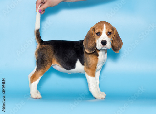 beagle puppy stands sideways