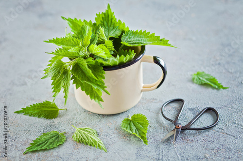 fresh nettle urtica