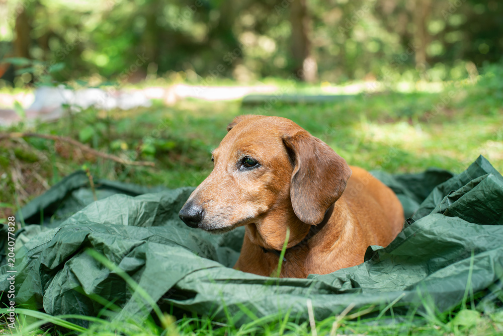 Sad small dog, a dachshund, lies on a camp among green grass