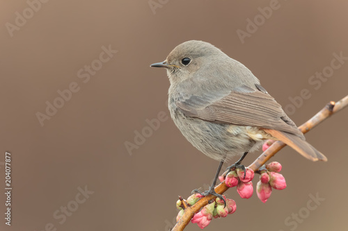 Blackredstart female 0002 photo