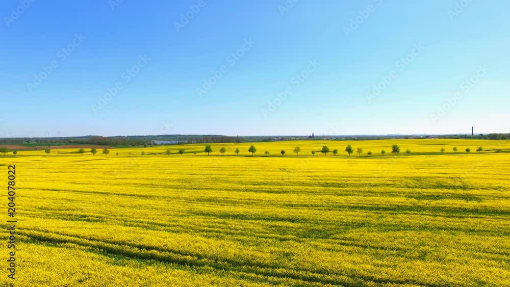 Aerial view of beautiful yellow flowering bright canola rape fields on a sunny day with blue sky Aerial view of beautiful yellow flowering bright canola rape fields on a sunny day with blue sky