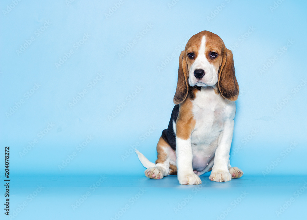 puppy beagle looks