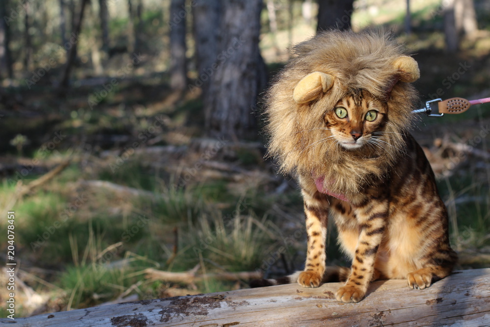 Photo sur Plexiglas Chat tigré drôle avec perruque de style lion -  Nikkel-Art.fr