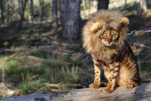 Funny tabby cat with lion style wig