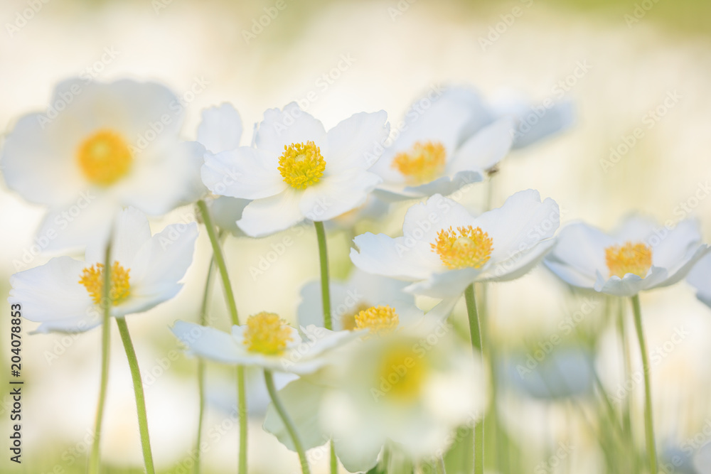 Große Windröschen - Anemone sylvestris - Snowdrop Windflower, Snowdrop Anemone Große Windröschen - Anemone sylvestris - Snowdrop Windflower, Snowdrop Anemone
