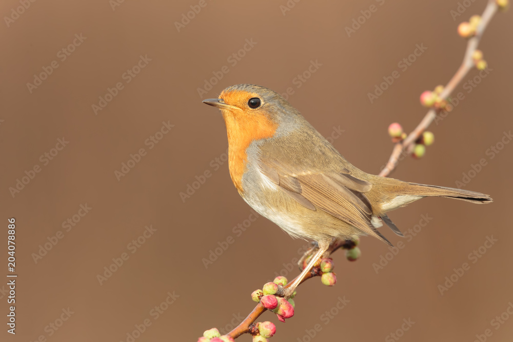 Robin 0002 Robin 0002