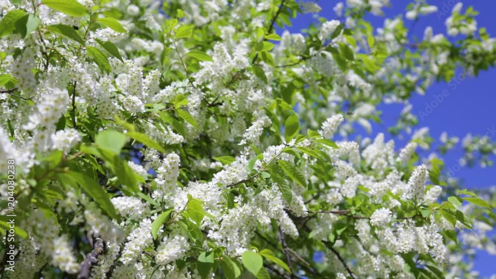 Beautiful fresh blooming branches of bird cherry tree isolated at bright blue sky background. Windy sunny spring day. Beautiful fresh blooming branches of bird cherry tree isolated at bright blue sky background. Windy sunny spring day.
