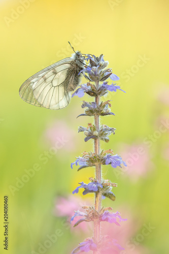 Parnassius mnemosyne - Schwarzer Apollo - Clouded Apollo photo