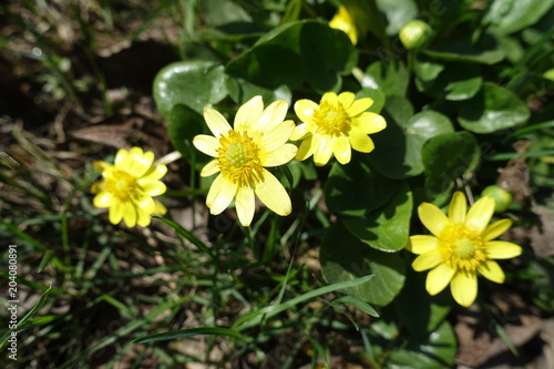 Yellow flowers of Ficaria verna in spring