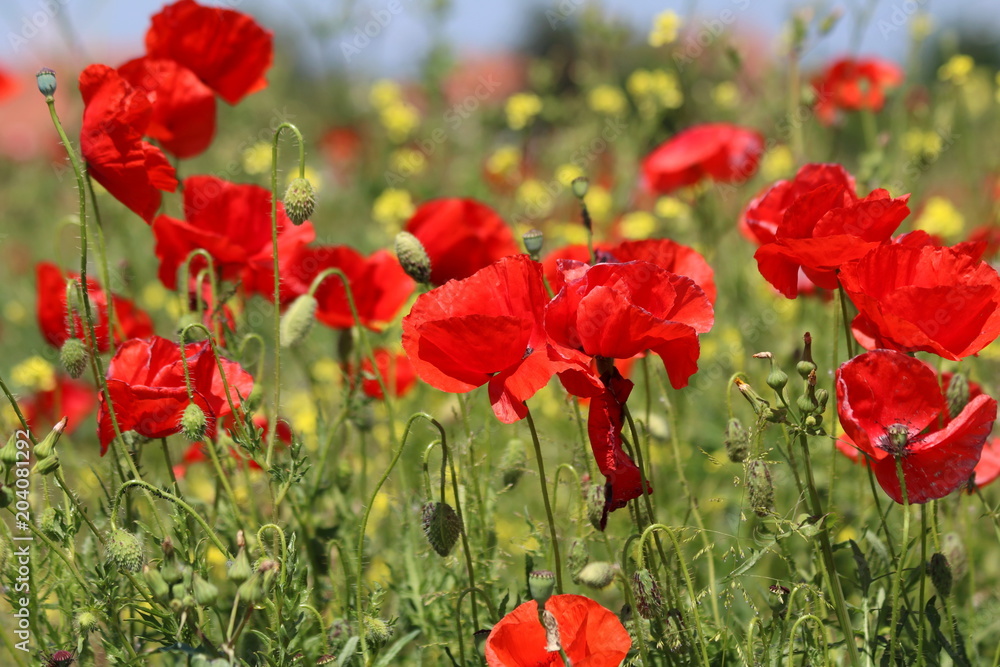 Fototapeta premium Beautiful Red poppies in field 