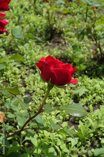 Side view of scarlet red rose flower