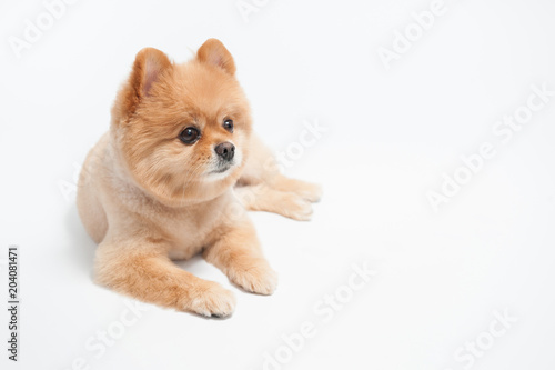 Pomeranian dog portrait
