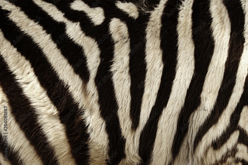 Zebra stripes for background Zebra stripes for background