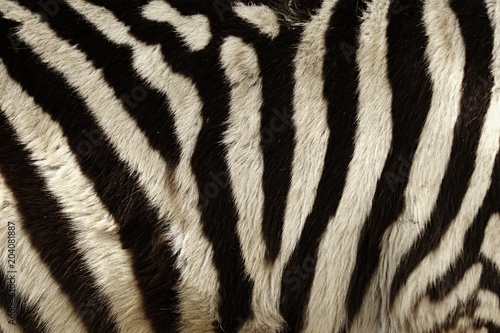 Zebra stripes for background