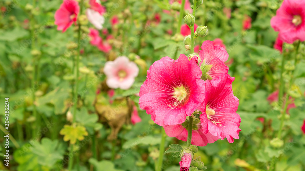 Pink Hollyhocks flower in a garden. Pink Hollyhocks flower in a garden.