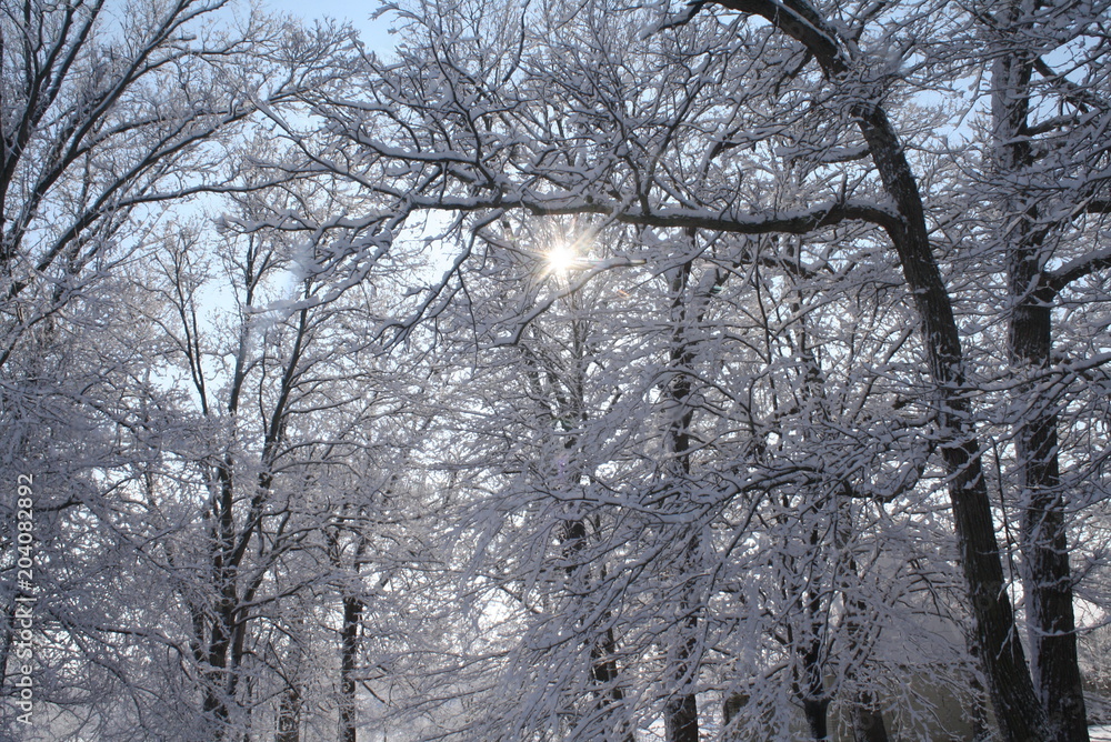 Kentucky Winter Trees 105