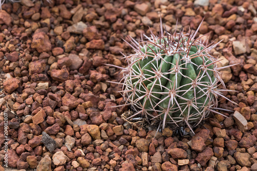 Cactus in the desert for background.