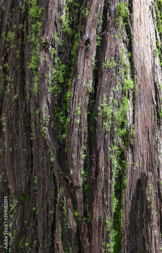 Mossy tree bark