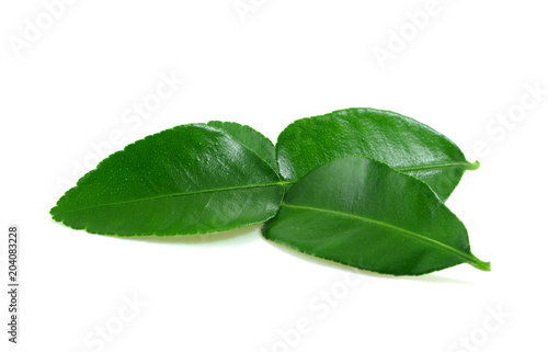 Kaffir lime leaf isolated on white background photo