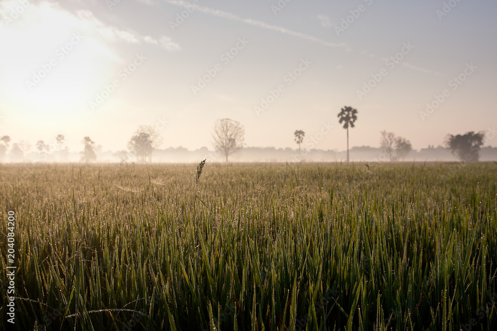 Dew on the rice field in the morning.