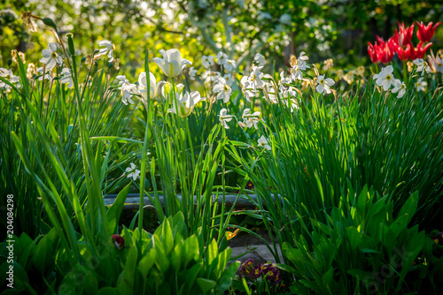 Fototapeta Naklejka Na Ścianę i Meble -  Natural flowers daffodils growing in the garden on the sky background. daffodils in the garden,  flower narcissus. blooming garden
