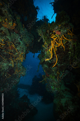 Coral reef